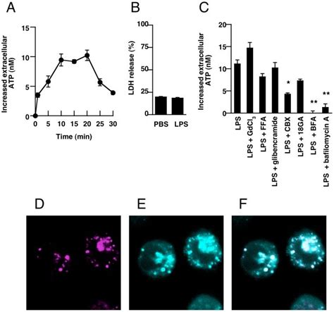 A Cells were stimulated with LPS 10 µg mL and incubated for the