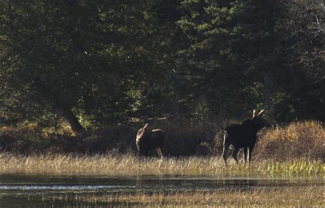 Minnesota Seasons Moose