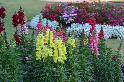 Botanical Gardens Brisbane Australia Australia Garden Flowers