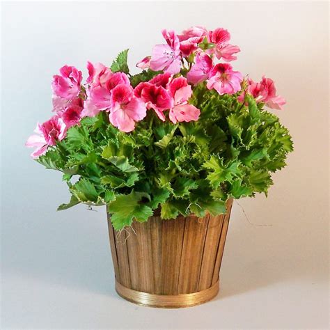 Martha Washington Geranium - Morning Glory Flower Shop