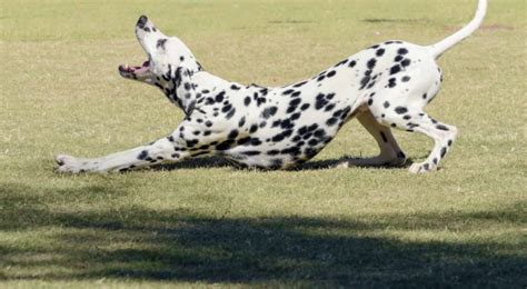 Dog Stretching - Dogslife. Dog Breeds Magazine