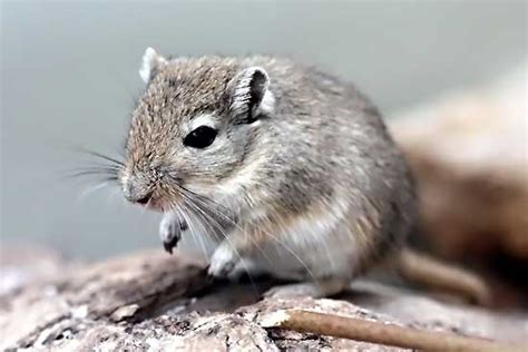 Description Blue Gerbils Characterization And Photo