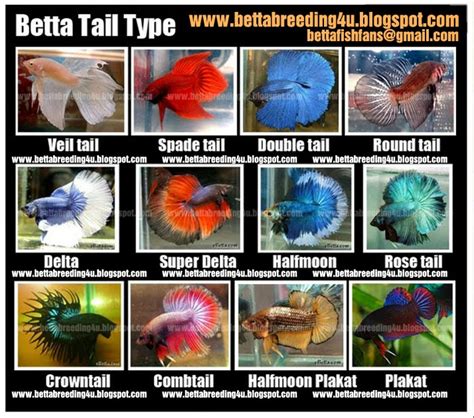 What kind of betta? - Tropical Fish Keeping - Aquarium fish care and ...