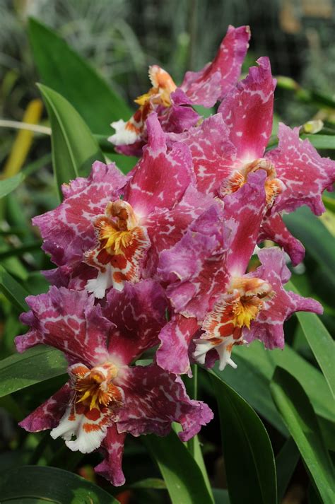 Odontioda Alcobaca Grown By Orchideen Holm Nurelias Flickr