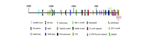 Schematic Representation Of Predicted Cis Acting Regulatory Elements