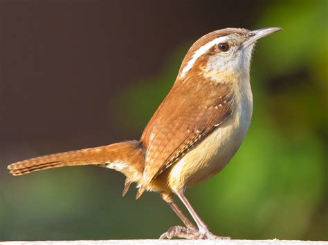 Farm Dover Little Brown Bird With Incredible Talents