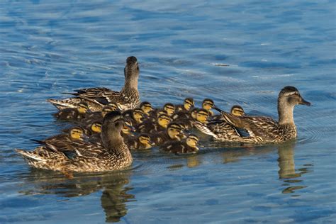 Wild Ducks Photos, Download The BEST Free Wild Ducks Stock Photos & HD ...