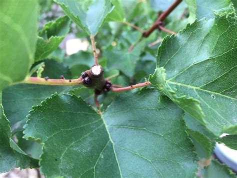Apricot Flowering Buds - General Fruit Growing - Growing Fruit