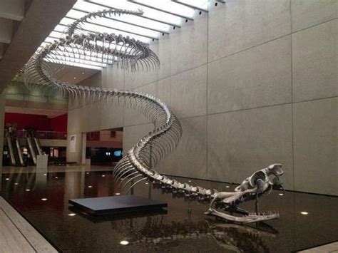 Titanoboa Skeleton In Museum