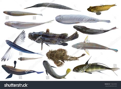 325,097 Fish top view Images, Stock Photos & Vectors | Shutterstock