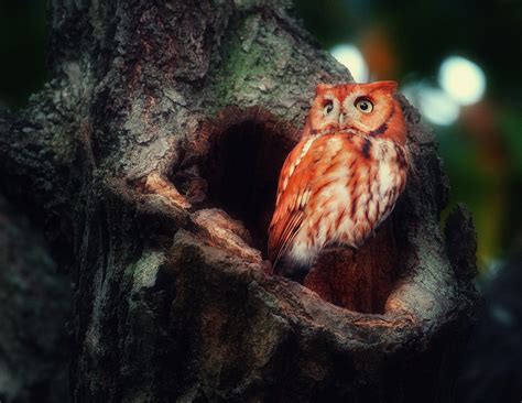 high quality desktop backgrounds owl house 7