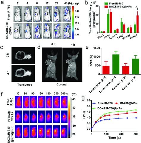 A In Vivo Fluorescence Imaging Of The 4T1 Tumor Bearing Mice After