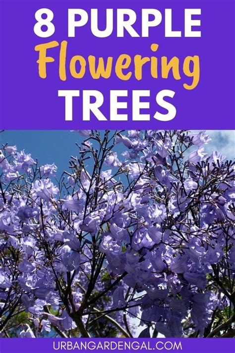 8 Beautiful Purple Flowering Trees Purple Flowering Tree Purple