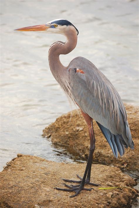 A Large Bird Standing On Top Of A Rock Near The Water S Edge With It S