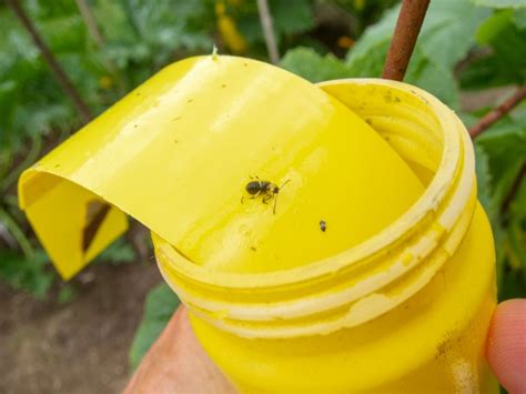 Cucumber beetle trap » Colin Purrington's blog