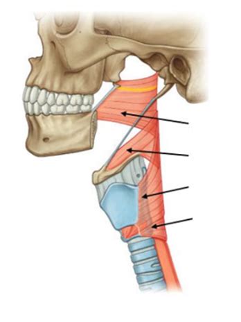 Pharyngeal Constrictors Diagram | Quizlet