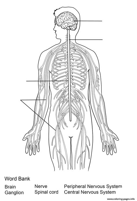 Free Printable Nervous System Worksheets