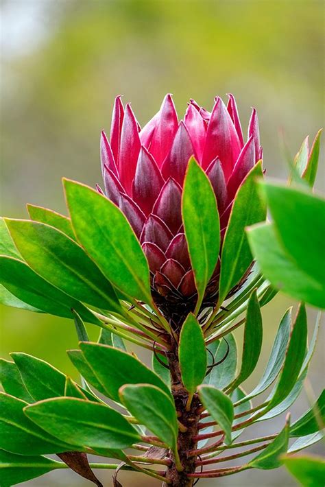 Somerset House - Images. KING PROTEA FLOWER