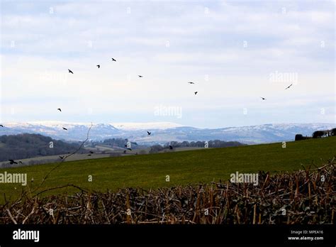 Crows in flight hi-res stock photography and images - Alamy