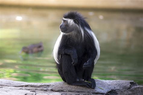 Colobus 3 - ZooTampa at Lowry Park