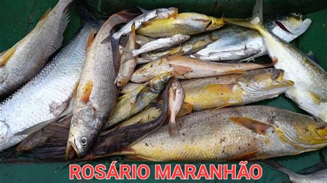 Rede Embolou Pescaria De Pescada Amarela Pescaria Rede Malhadeira