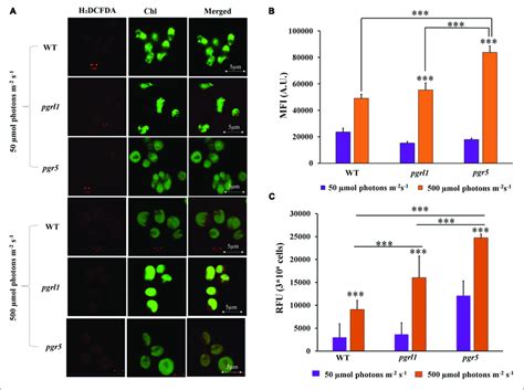 Total Reactive Oxygen Species Ros Were Measured With H Dcfda A