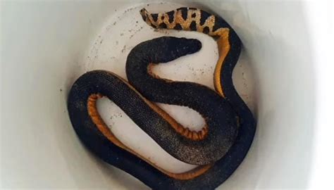 Highly venomous yellow-bellied sea snake found in Doubtless Bay | Newshub