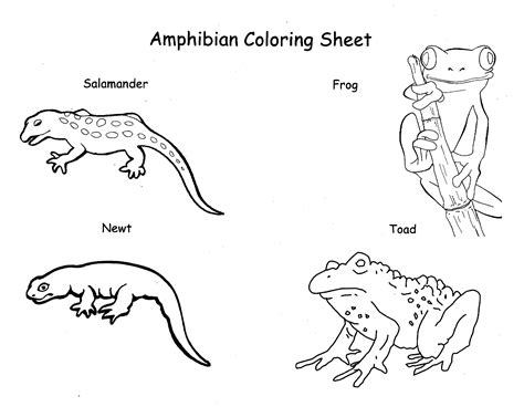 Amphibians Coloring Pages Free Zoboomafoo Coloring Pages Printables