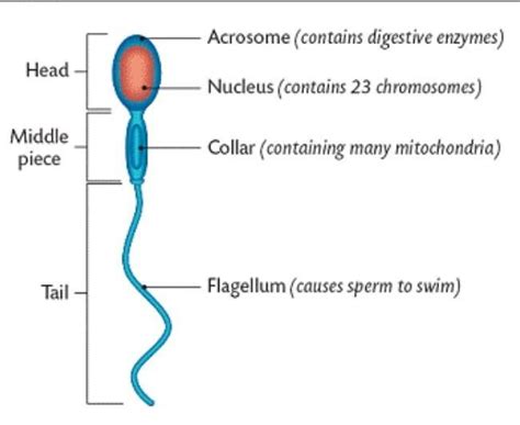 With A Labelled Diagram Describe The Structure Of Human Sperm Brainly In