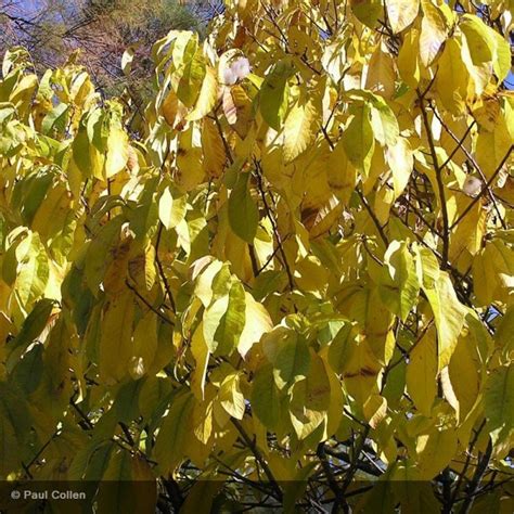 Asimina Triloba Allegheny Peterson Asiminier Trilob Mangue Du Nord