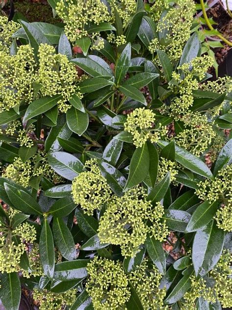 Skimmia Kew Green Kew Green Plants