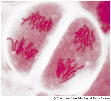 Meiosis Anaphase 2