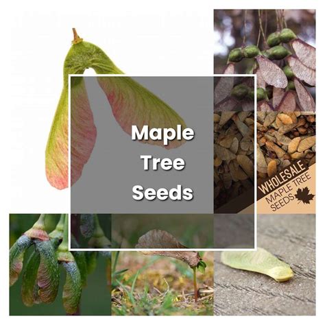 How to Grow Maple Tree Seeds - Plant Care & Tips | NorwichGardener