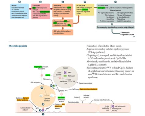 Normal Hemostasis Flashcards Quizlet