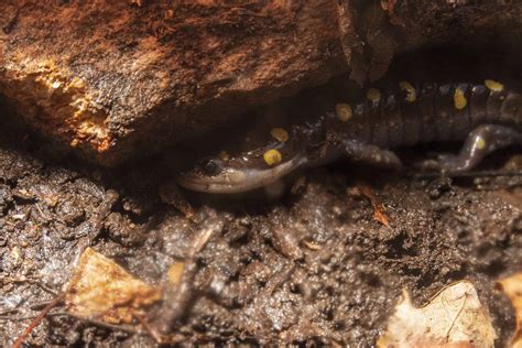 Life in a Vernal Pond - Bay Weekly