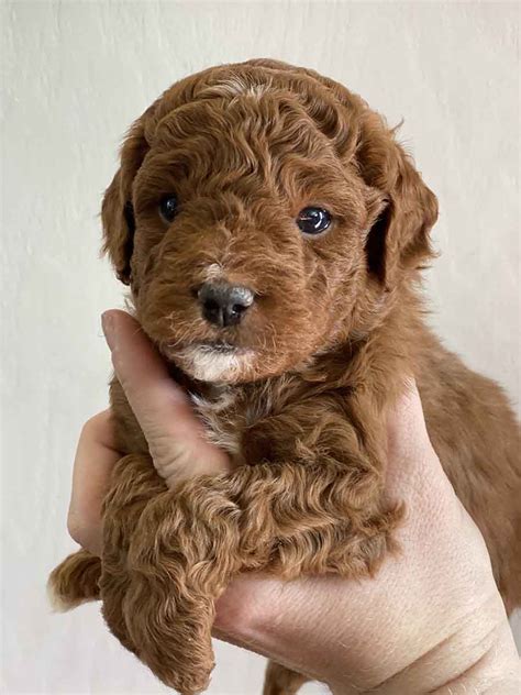 Donald - Teacup Goldendoodle Boy - Goldendoodle puppy for sale