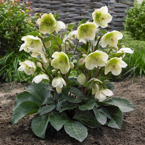 Helleborus frostkiss Mollys White Co13 MAX GARDEN záhradné