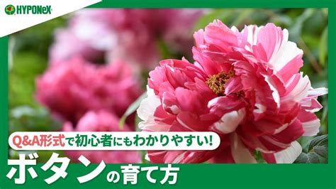 ☘43ボタンの育て方｜季節ごとの管理、わき芽かきや剪定、肥料の与え方などご紹介｜【plantiaqanda】植物の情報、育て方をqanda形式でご