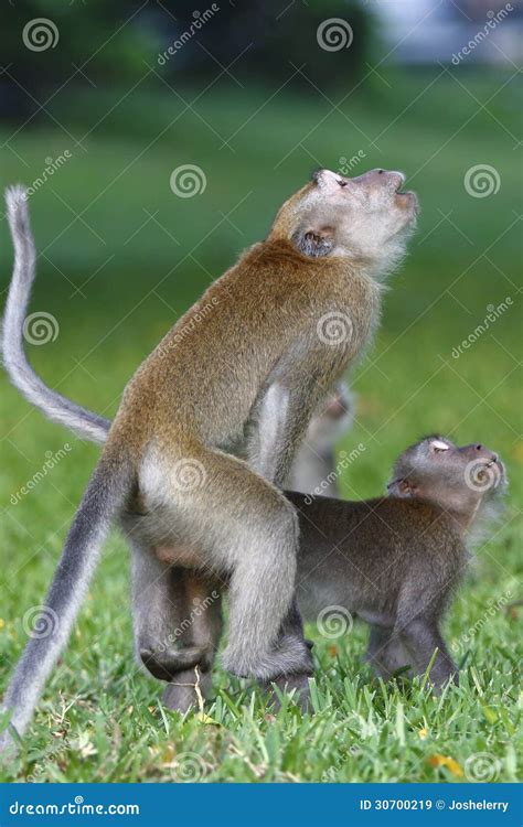 Monkey mating 1 stock image. Image of mating, crawl, life - 30700219