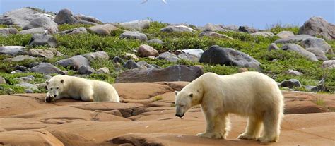 Manitoba Reisen Urlaub In Der Schönen Natur Kanadas Canusa