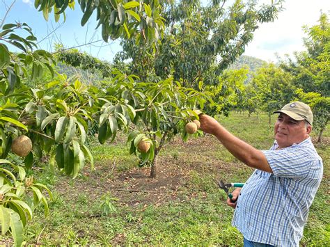 Fortalecen Producci N De Frutas Tropicales En Pet N Gobierno De Guatemala