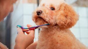 Hasta Qu Edad Crece Un Caniche Enano Todo Lo Que Necesitas Saber