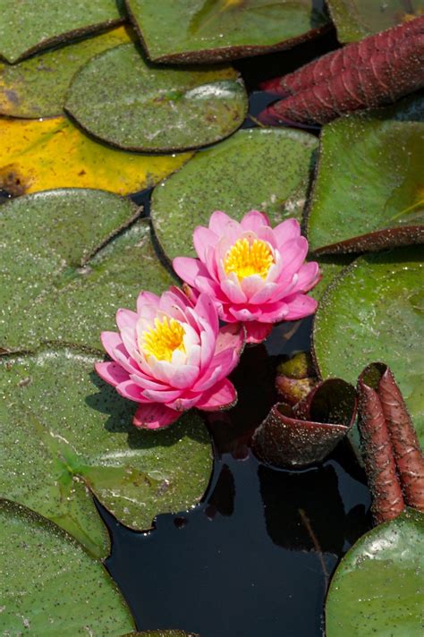 Lotus Rosa Blomma Gratis foto på Pixabay Pixabay