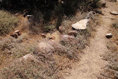 Pinks Cactuses And Allies From Rock Pigeon Trail Day Driefontin