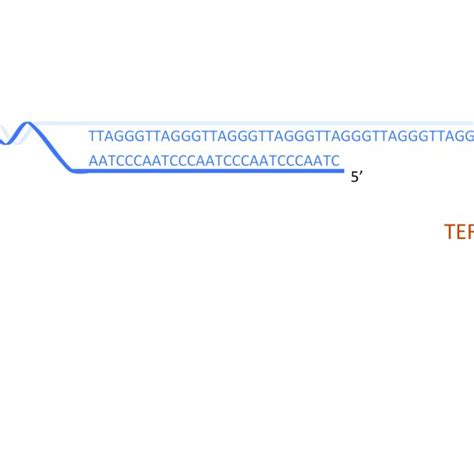 Structure Of Telomerase The Catalytic Reverse Transcriptase Subunit