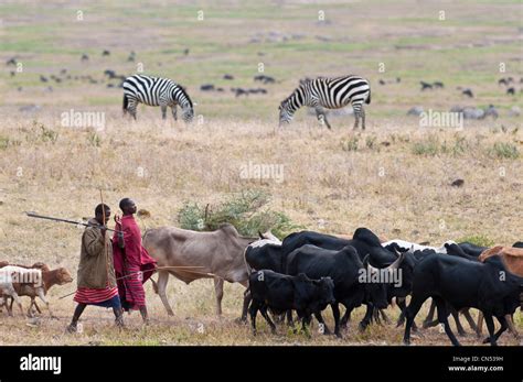 Tanzania Arusha Region Ngorongoro Conservation Area Listed As World