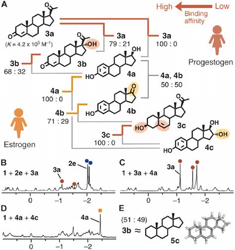 Binding Affinity Of Receptor 1 Toward Female Hormones A Schematic