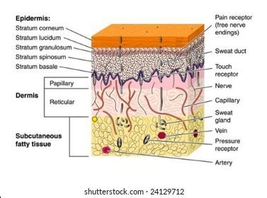 Imagens De Stratum Basale Imagens Fotos Stock E Vetores Shutterstock