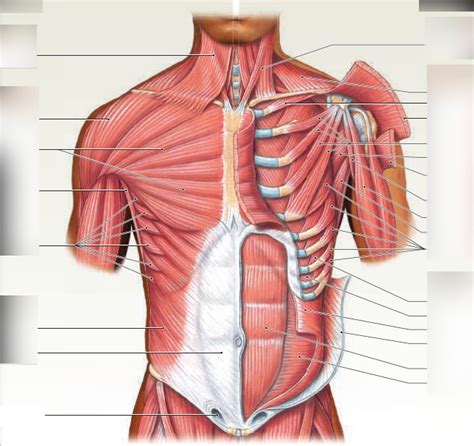 Honors Anatomy Physiology Unit 11 11 14b Diagram Diagram Quizlet