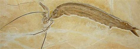 Rare Fossil Pterosaur a Reminder of Native Legends | The Institute for ...